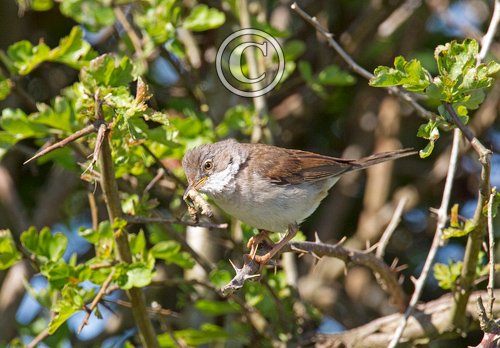 Whitethroat DM0184